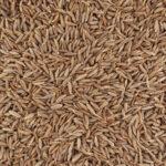 60328-cumin-grain