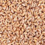 61628-ble-tendre-meunier-bio